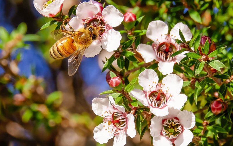 Best Manuka Honey monofloral guarantee